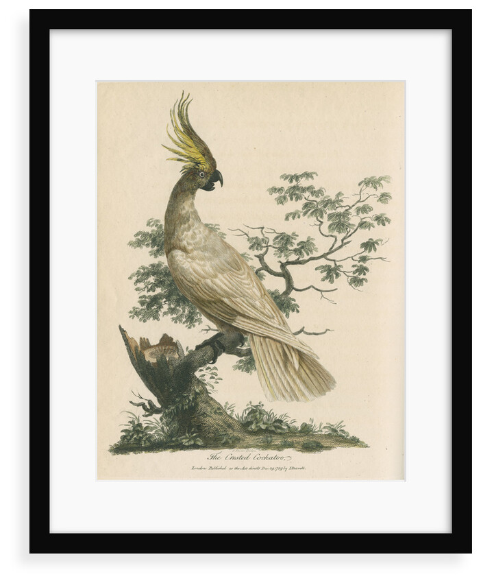 'The Crested Cockatoo' by Sarah Stone
