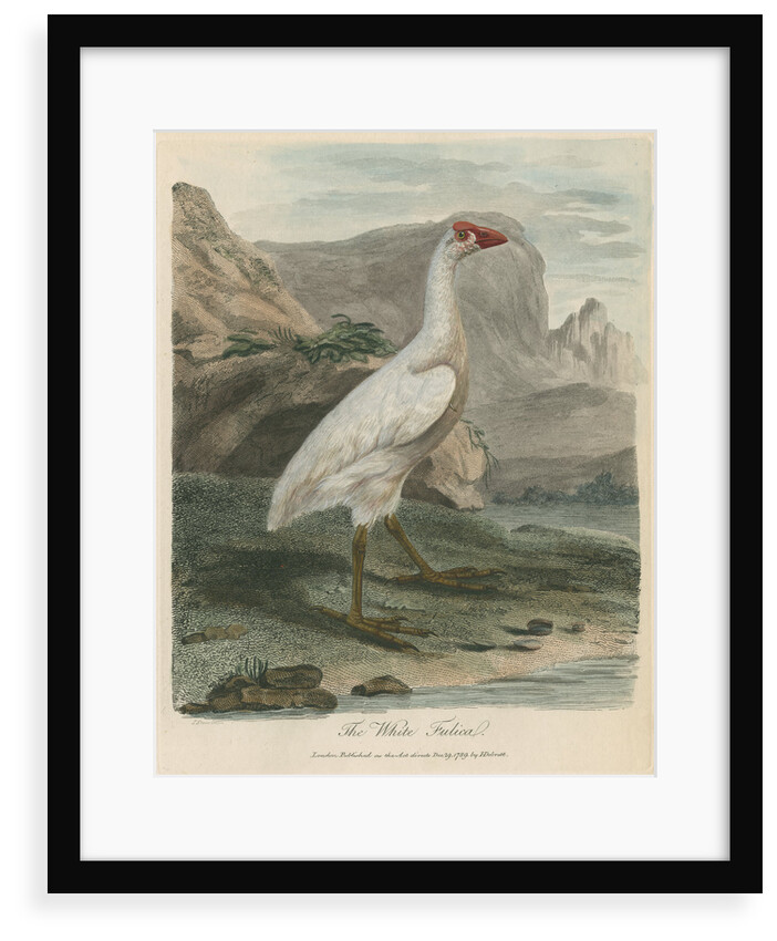 'The White Fulica' by Sarah Stone