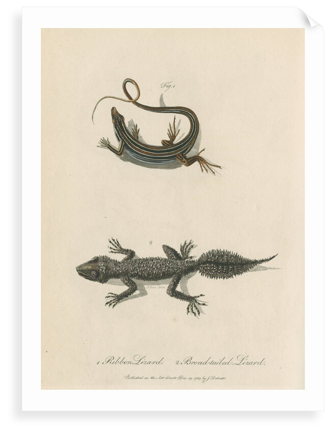 'Ribbon Lizard and Broad-tailed Lizard' by Sarah Stone