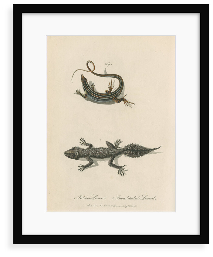 'Ribbon Lizard and Broad-tailed Lizard' by Sarah Stone