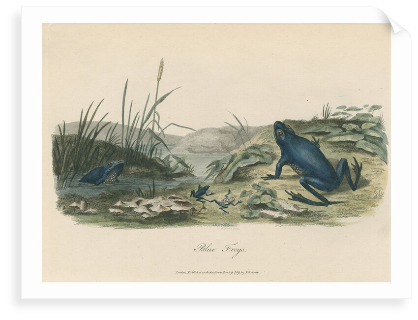 'The Blue Frog' by Sarah Stone