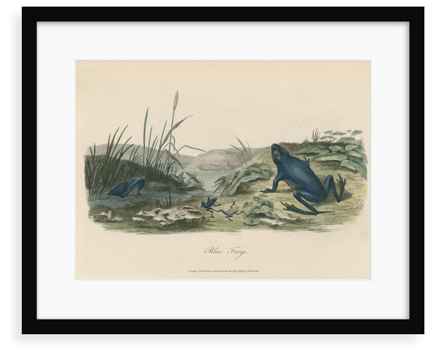 'The Blue Frog' by Sarah Stone