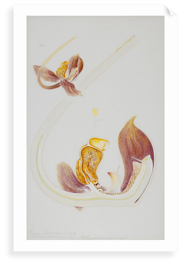 Gongora orchid by Arthur Harry Church