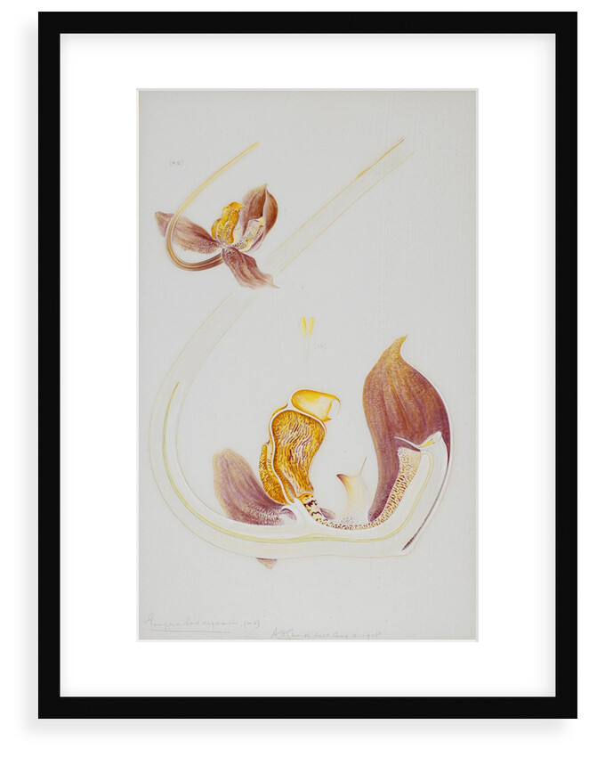 Gongora orchid by Arthur Harry Church
