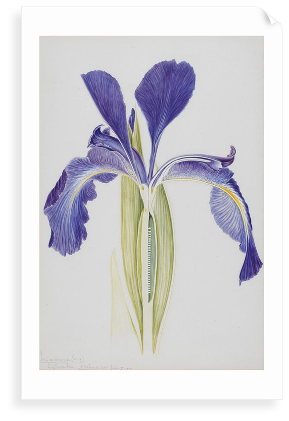 English Iris posters & prints by Arthur Harry Church