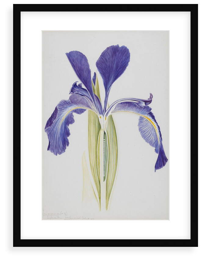 English Iris by Arthur Harry Church