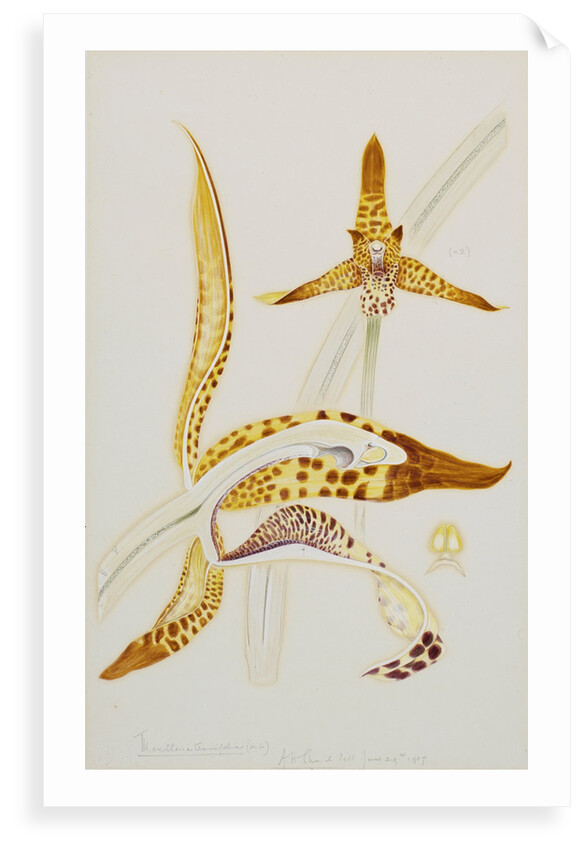 Maxillaria orchid by Arthur Harry Church