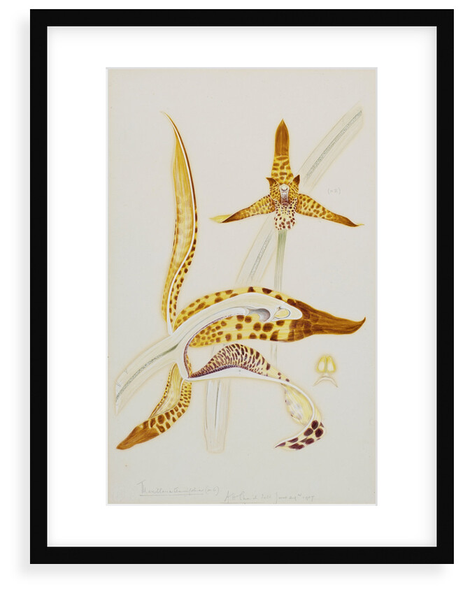 Maxillaria orchid by Arthur Harry Church