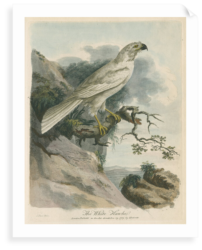 'The White Hawk' by Sarah Stone