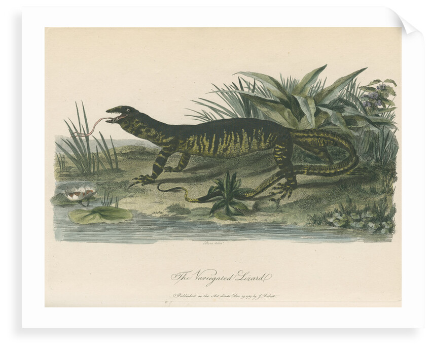 'The Variegated Lizard' by Sarah Stone