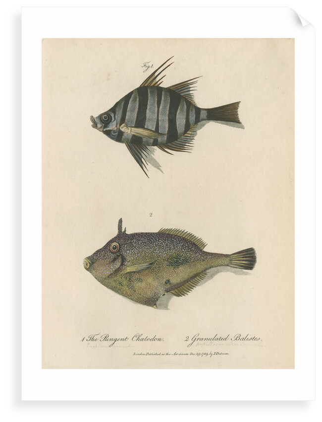 Studies of two fishes by Sarah Stone