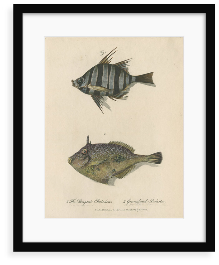 Studies of two fishes by Sarah Stone
