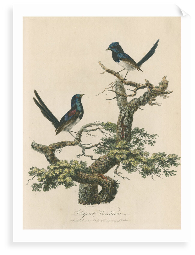 'Superb warblers' by Sarah Stone