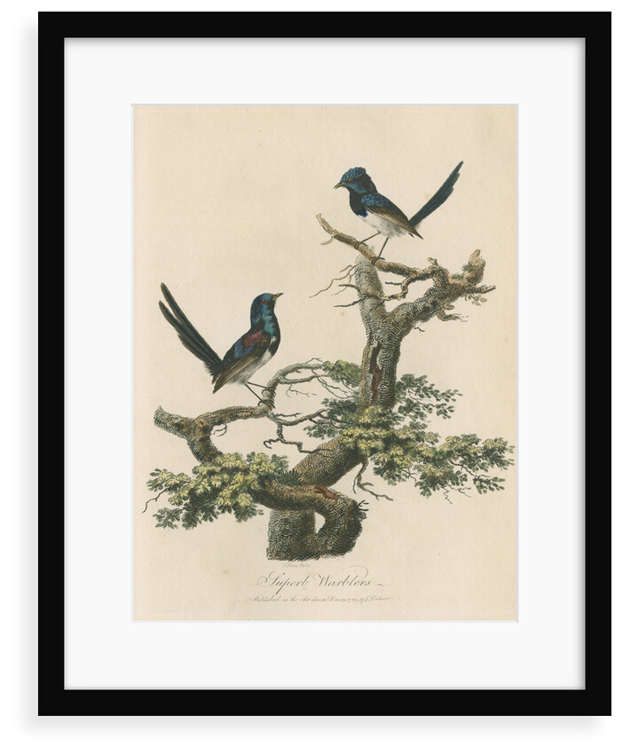 'Superb warblers' by Sarah Stone