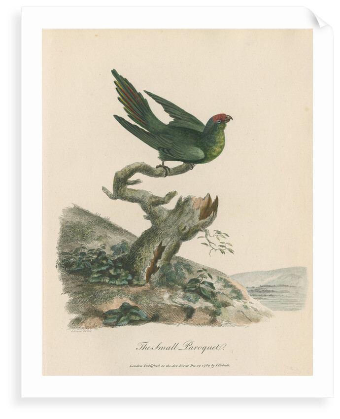'The Small Paroquet' by Sarah Stone