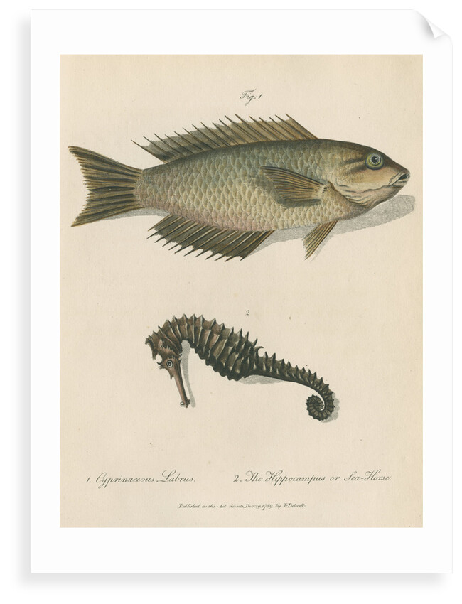 Two marine studies by Sarah Stone