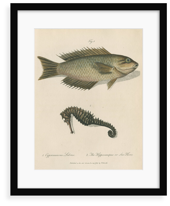 Two marine studies by Sarah Stone