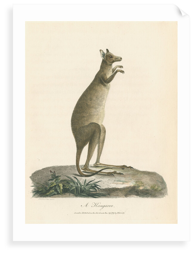 'A Kangaroo' by Charles Catton the younger