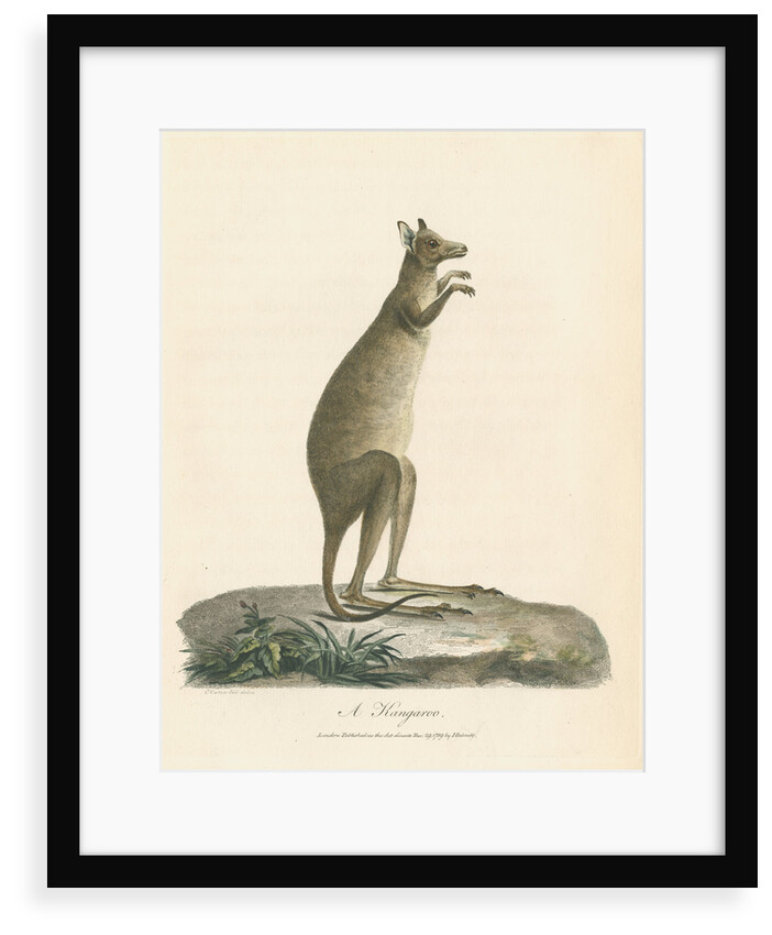 'A Kangaroo' by Charles Catton the younger