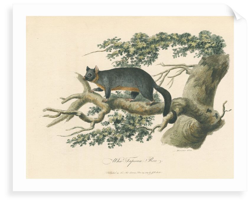 'Wha-Tapoua Roo' [Common brushtail possum] by Mortimer