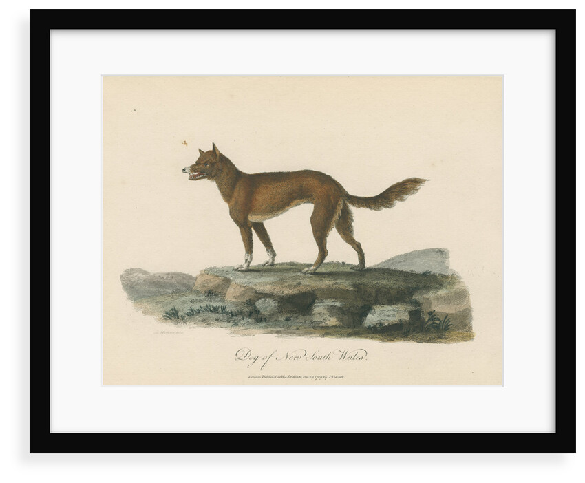 'Dog of New South Wales' by Mortimer