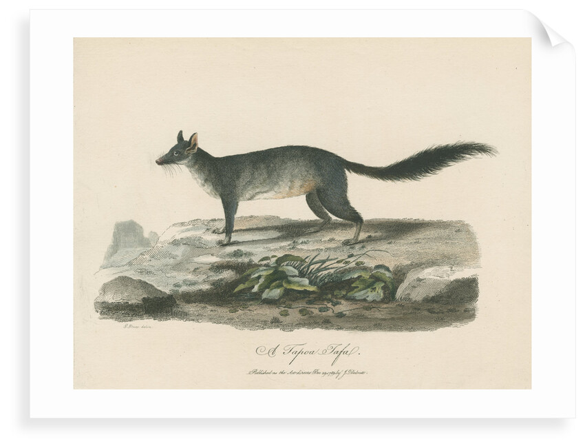 'A Tapoa Tafa' [Brush-tailed phascogale] by Sarah Stone