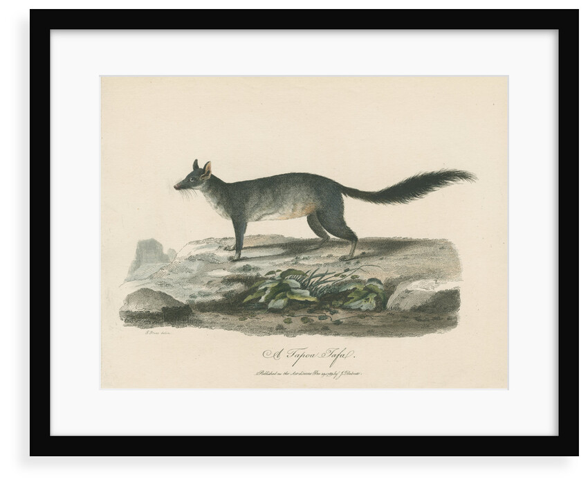 'A Tapoa Tafa' [Brush-tailed phascogale] by Sarah Stone
