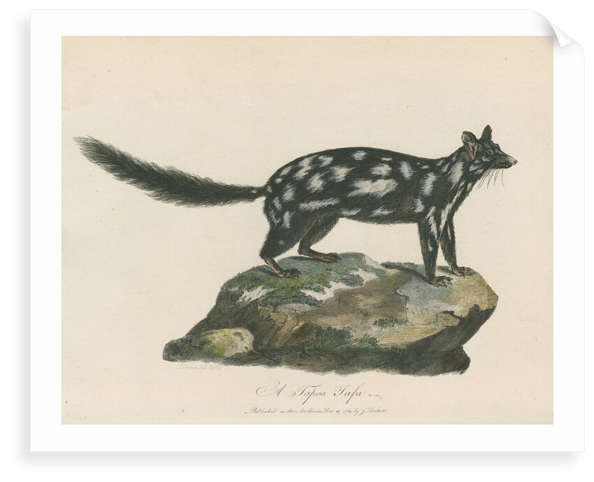 'A Tapoa Tafa' [Eastern quoll] by Charles Catton the younger