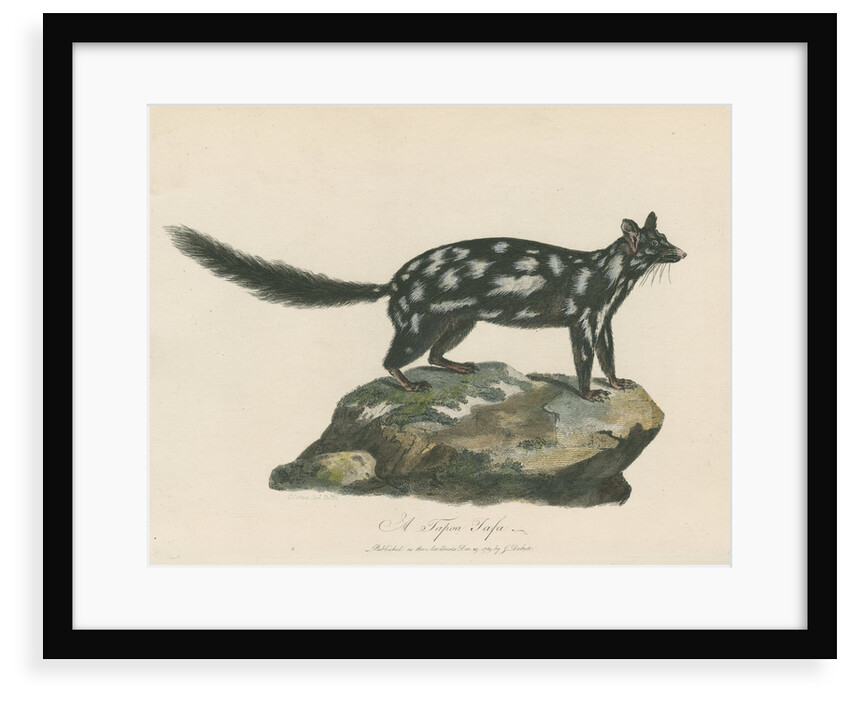 'A Tapoa Tafa' [Eastern quoll] by Charles Catton the younger