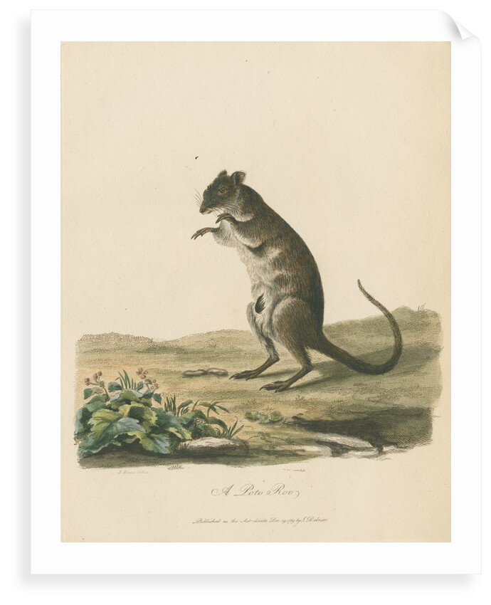 'A Poto Roo' by Sarah Stone