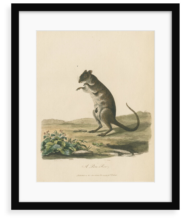 'A Poto Roo' by Sarah Stone