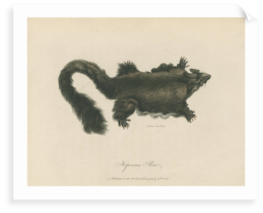 'Hepoona Roo' [Greater glider] by Charles Catton the younger