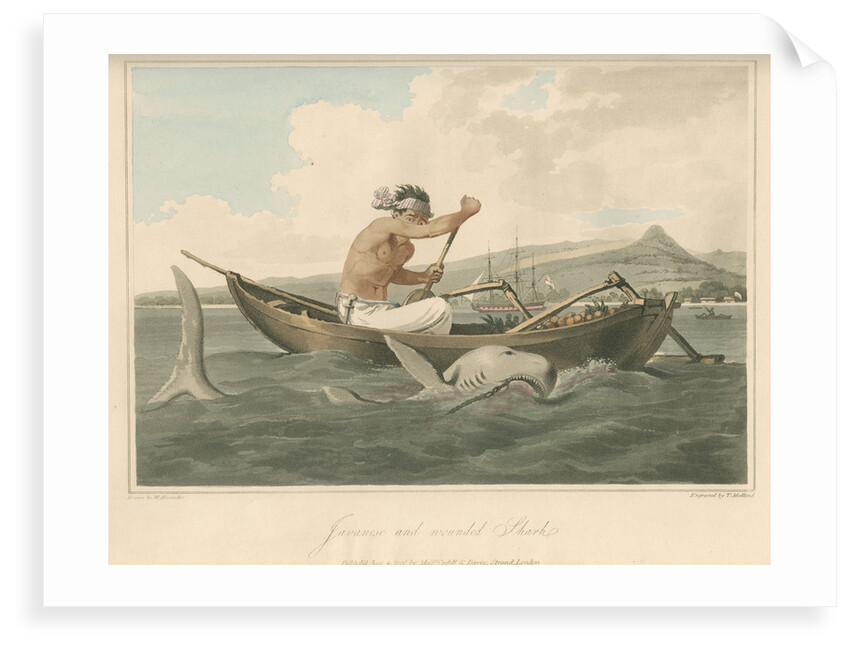'Javanese and wounded Shark' by Thomas Medland