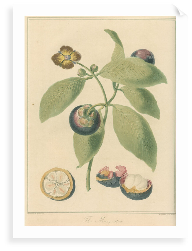 'The Mangoostan' by Thomas Medland