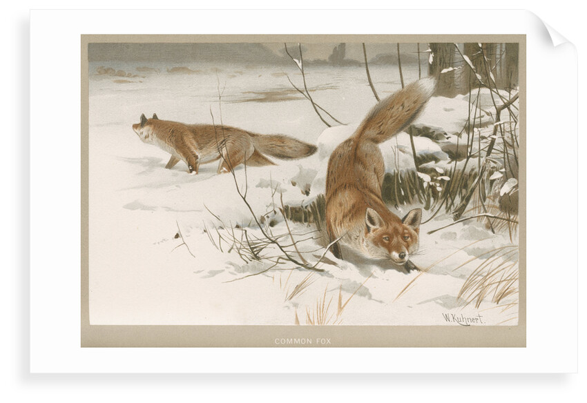 ‘Common Fox’ by Frederick Warne & Company