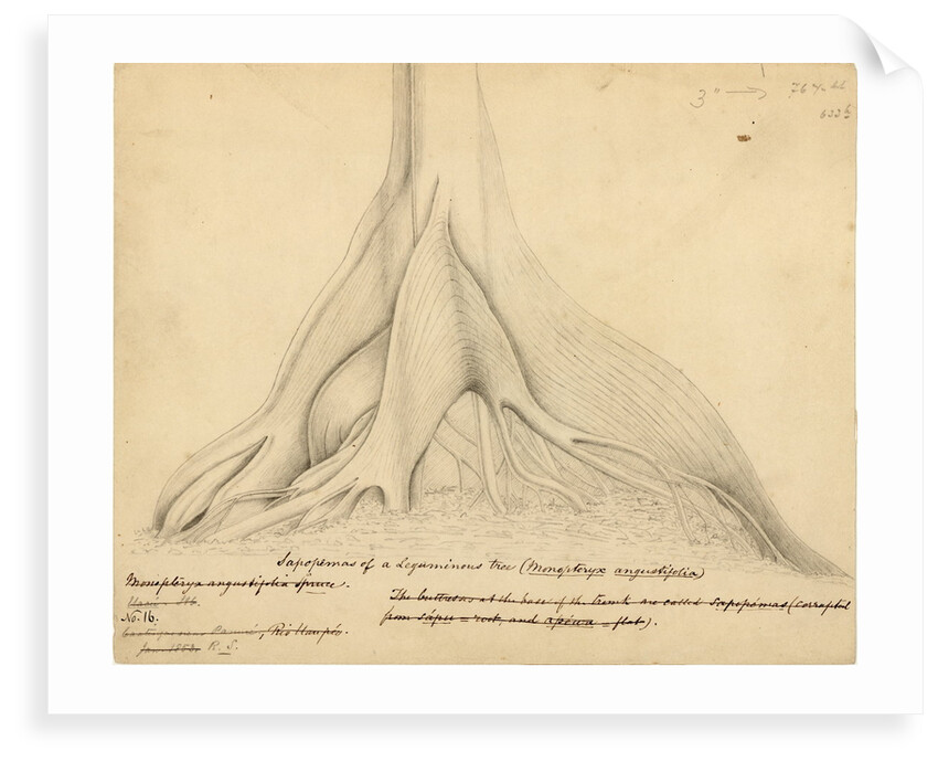 Buttresses of a Leguminous tree by Richard Spruce