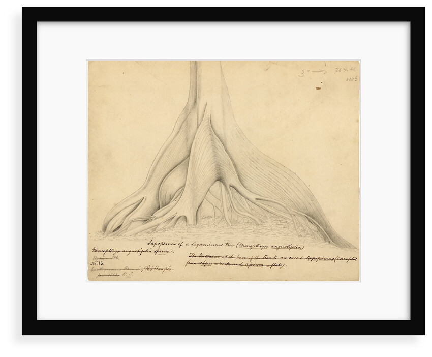 Buttresses of a Leguminous tree by Richard Spruce