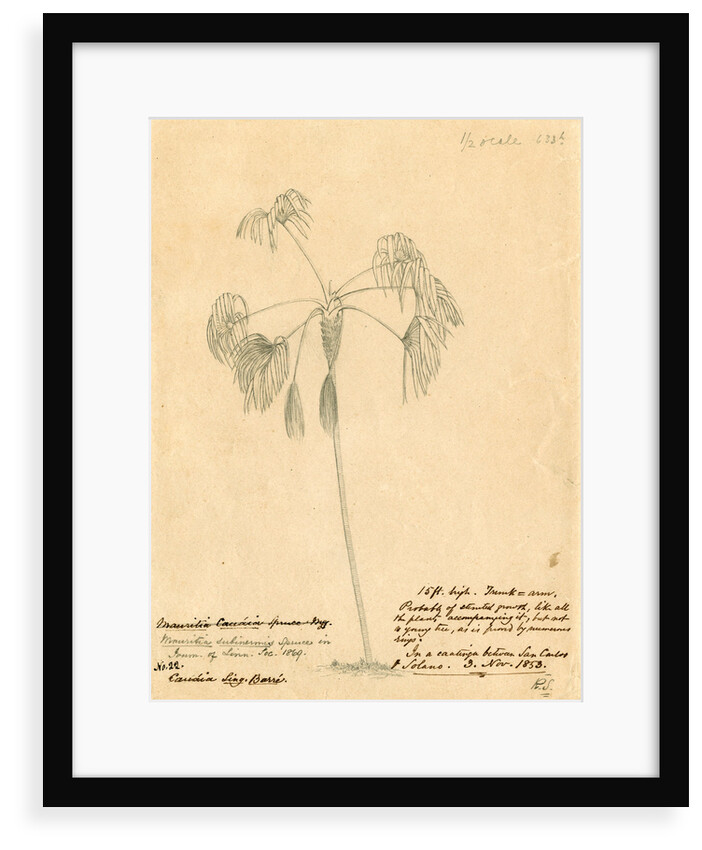 Mauritia subinermis' by Richard Spruce
