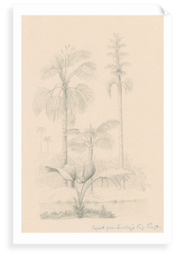 Vegetation sketch by Richard Spruce