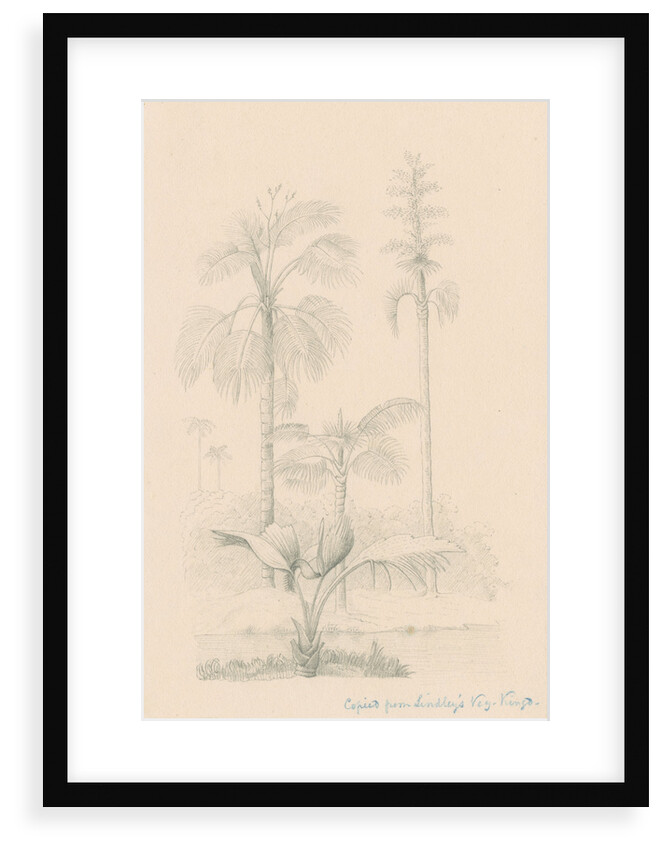 Vegetation sketch by Richard Spruce