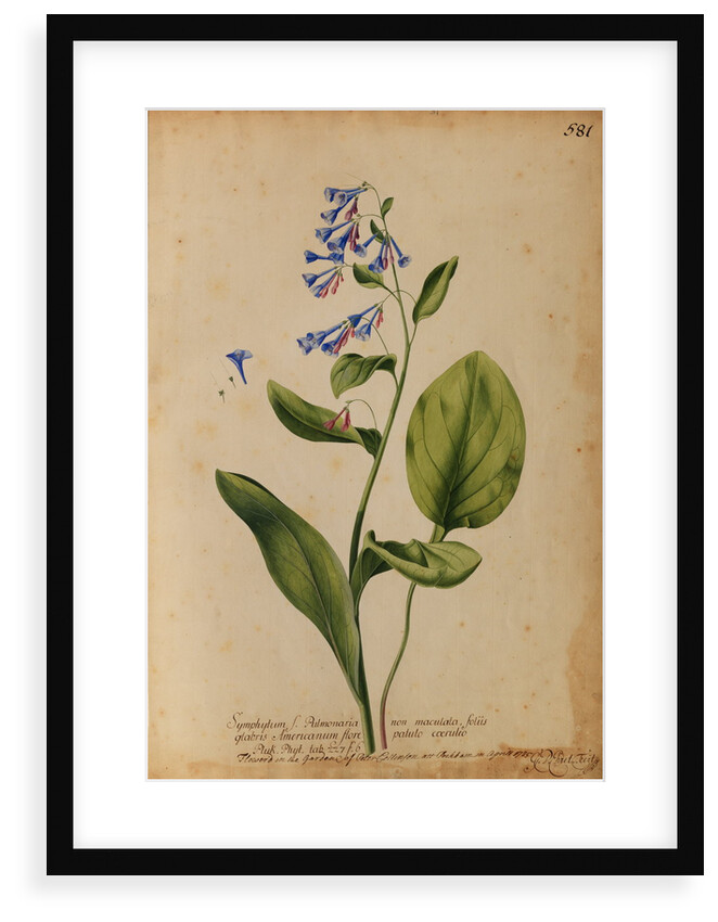 Symphytum S. Pulmonaria non maculata by Georg Dionysius Ehret