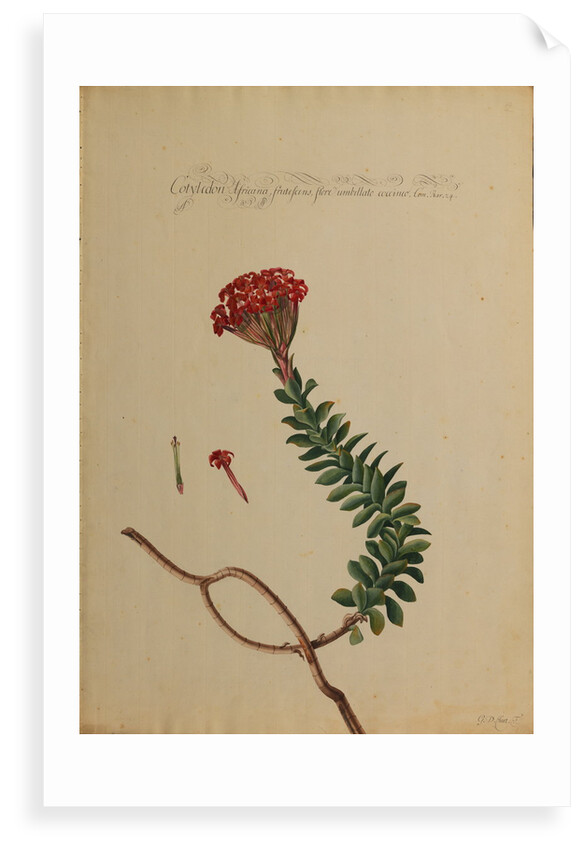 Cotyledon africana by Georg Dionysius Ehret