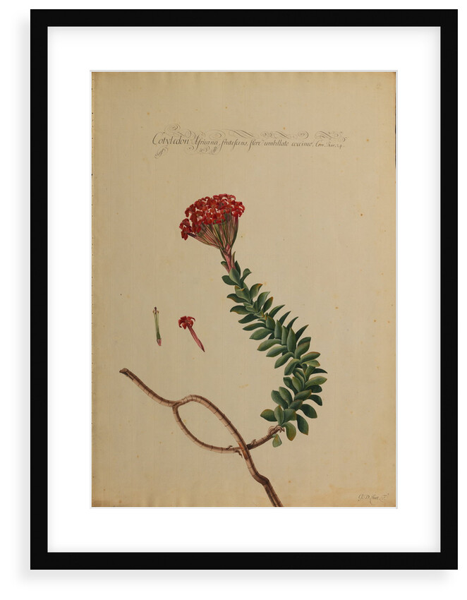 Cotyledon africana by Georg Dionysius Ehret