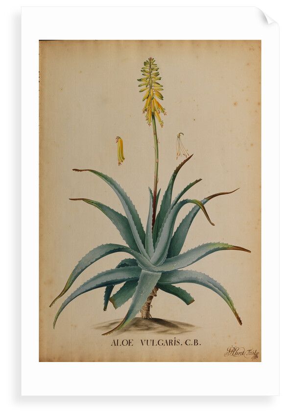 Aloe vulgaris by Georg Dionysius Ehret