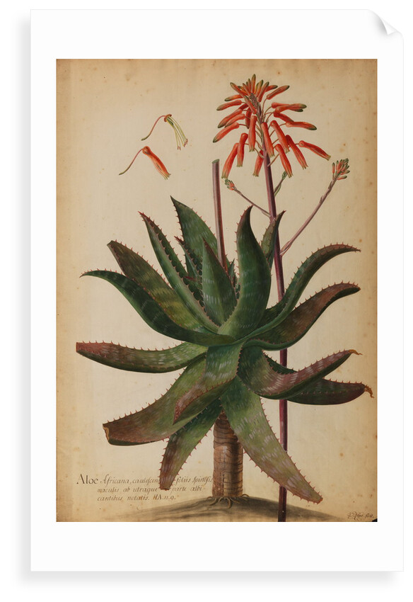 Aloe africana by Georg Dionysius Ehret