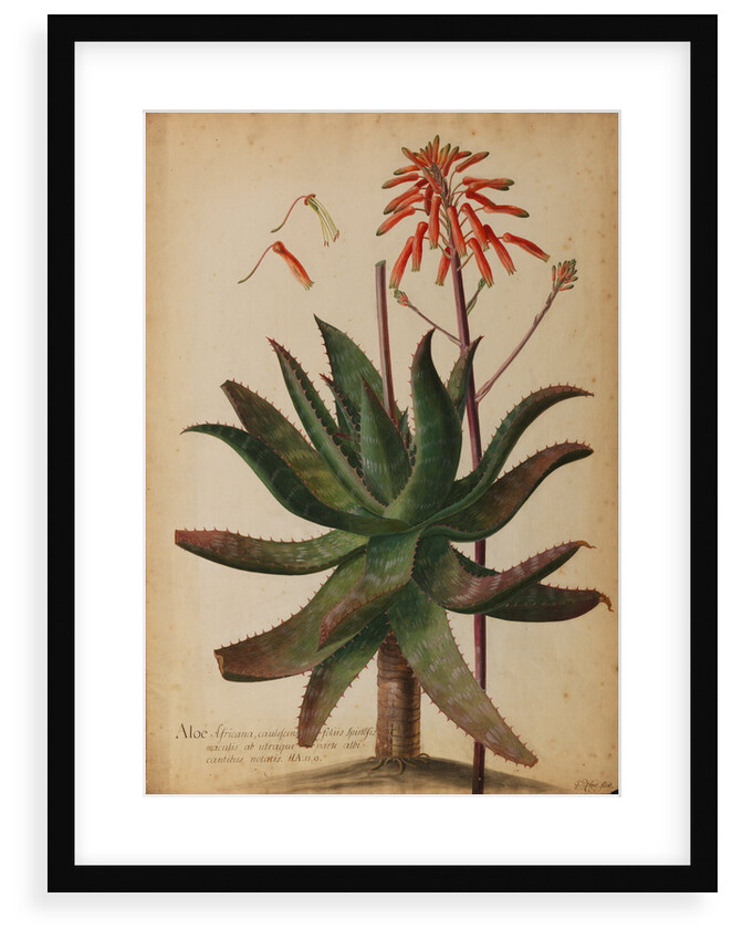 Aloe africana by Georg Dionysius Ehret