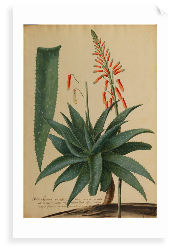 Aloe africana by Georg Dionysius Ehret