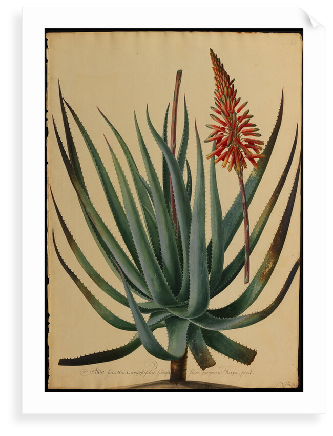 Aloe succotrina by Jacob van Huysum