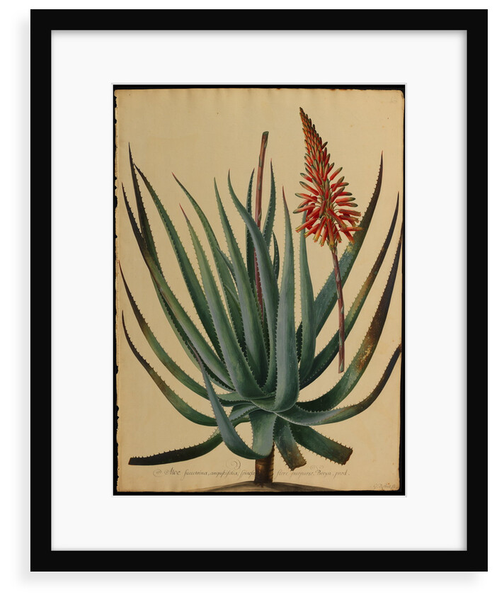 Aloe succotrina by Jacob van Huysum