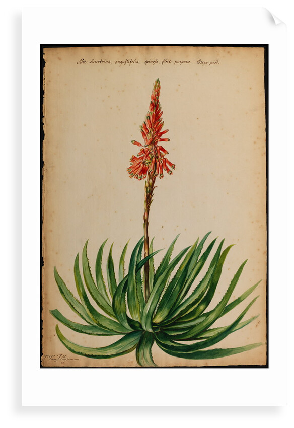 Aloe succotrina by Jacob van Huysum